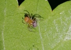 Eriophora edax