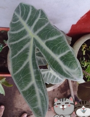 Alocasia amazonica