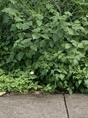 Malvaviscus arboreus