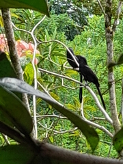 Crotophaga sulcirostris