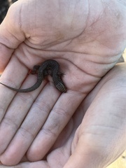 Xantusia vigilis