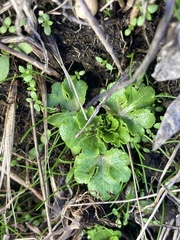 Sanicula arctopoides