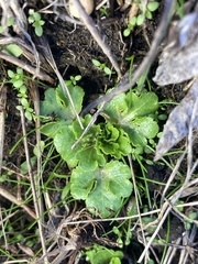 Sanicula arctopoides