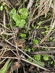 Sanicula arctopoides