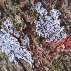 Phaeographis smithii