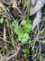 Sanicula arctopoides