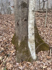 Quercus alba