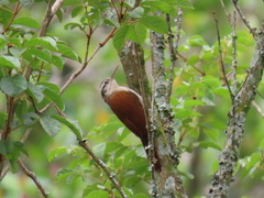 Lepidocolaptes angustirostris