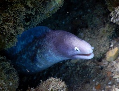 Gymnothorax thyrsoideus