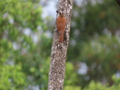 Lepidocolaptes angustirostris