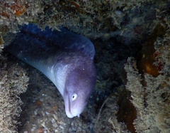 Gymnothorax thyrsoideus