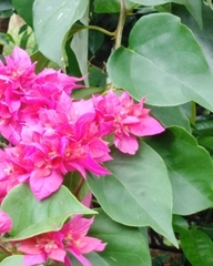 Bougainvillea glabra