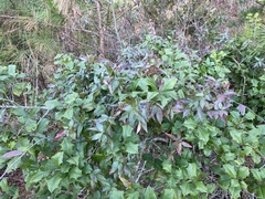 Gelsemium sempervirens