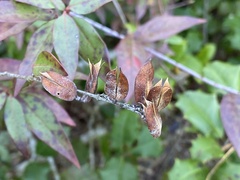 Gelsemium sempervirens