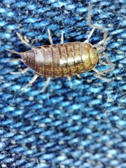 Halophiloscia couchii