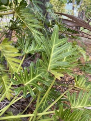 Thaumatophyllum xanadu