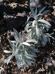 Artemisia ludoviciana
