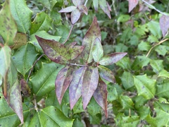 Gelsemium sempervirens