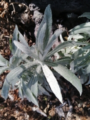 Artemisia ludoviciana