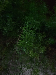 Asparagus setaceus
