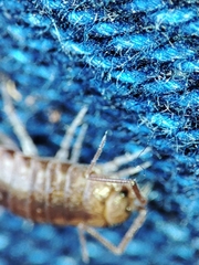 Halophiloscia couchii