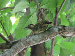 Colaptes melanochloros