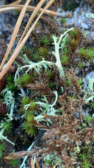 Cladonia furcata