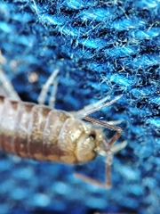 Halophiloscia couchii