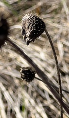 Cirsium texanum