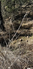 Cirsium texanum
