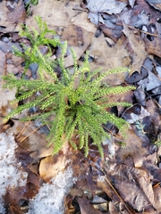 Dendrolycopodium hickeyi