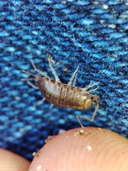 Halophiloscia couchii