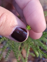 Dendrolycopodium hickeyi