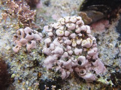 Dodecaceria fewkesi