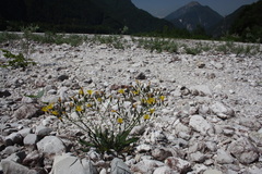 Chondrilla chondrilloides