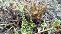 Cladonia botrytes