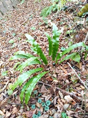 Asplenium scolopendrium scolopendrium