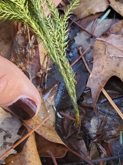 Dendrolycopodium hickeyi