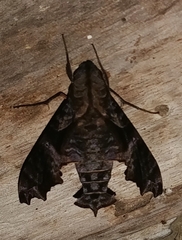 Nyceryx tacita