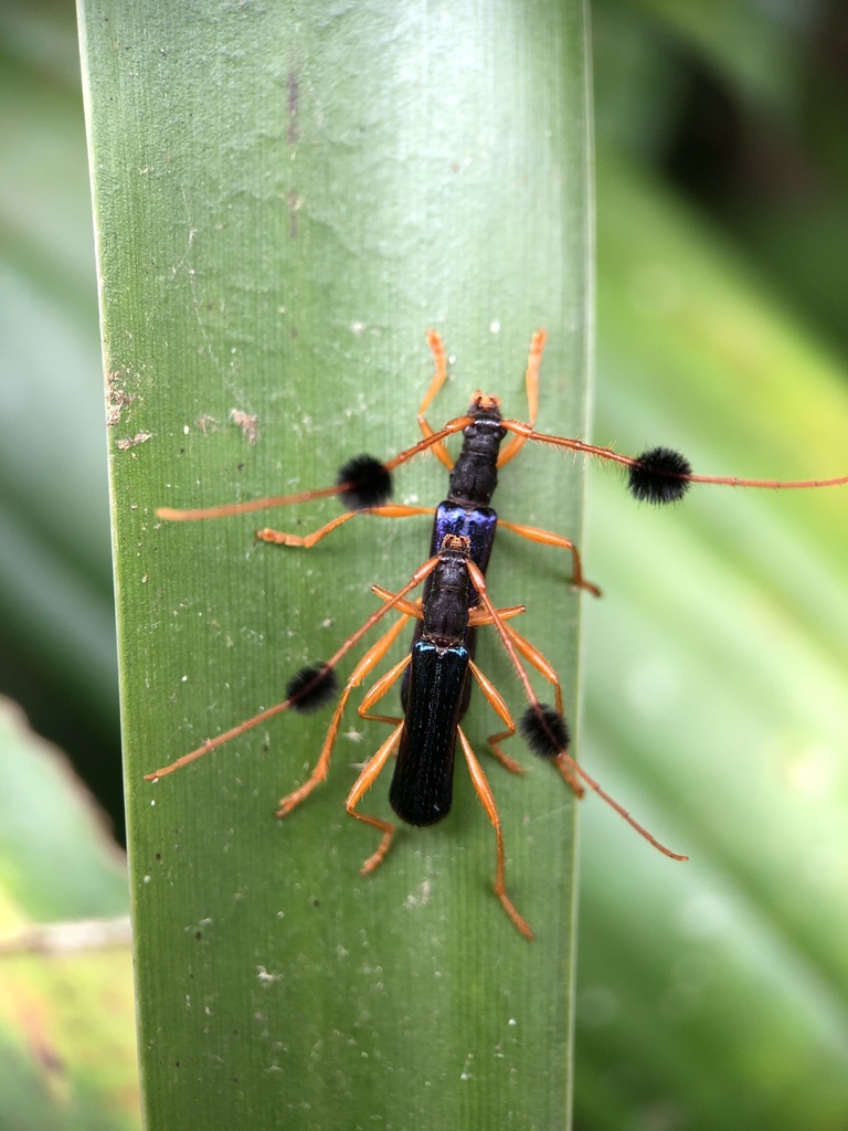 Paromoeocerus scabricollis