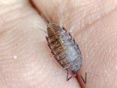 Halophiloscia couchii