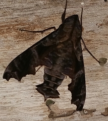 Nyceryx tacita