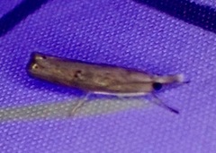 Parapediasia teterrellus