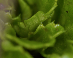 Sanicula arctopoides