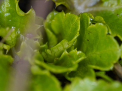 Sanicula arctopoides