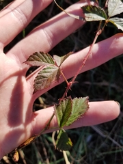 Rubus flagellaris