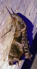 Nyceryx tacita