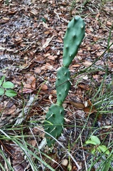 Opuntia humifusa