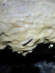Asiomorpha coarctata