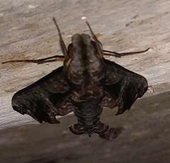 Nyceryx tacita